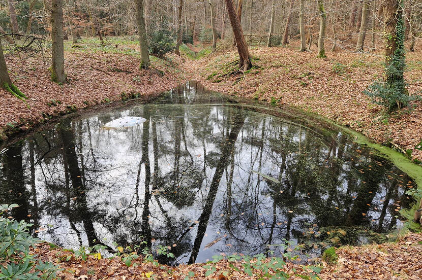 Een foto van de sprengkop in het Zeisterbos, een ronde plas water tussen de bomen in het bos.